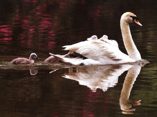 Swan With Cygnets